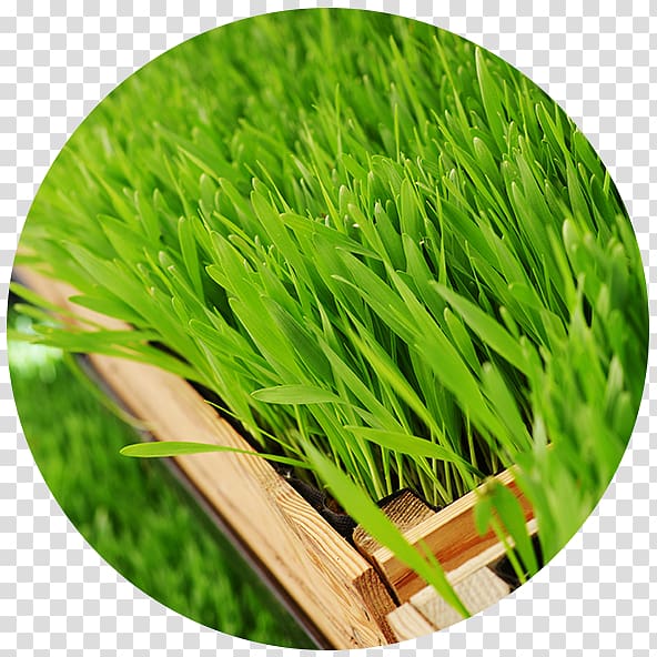 Wheatgrass Barley Health Grasses, Barley grass transparent background PNG clipart