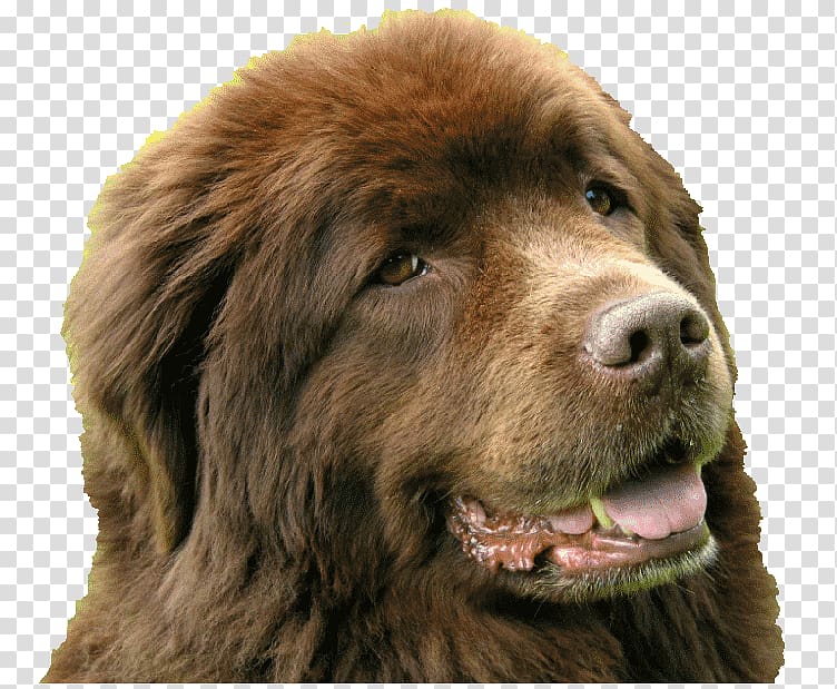 Newfoundland dog Giant dog breed Labrador Retriever Small Münsterländer, puppy transparent background PNG clipart