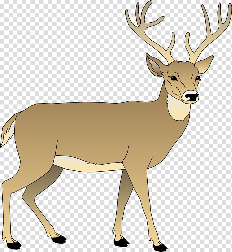 White-tailed deer , Deer Reading transparent background PNG clipart