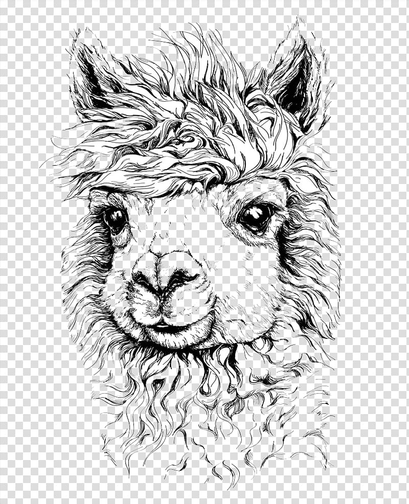 alpaca illustration transparent background PNG clipart