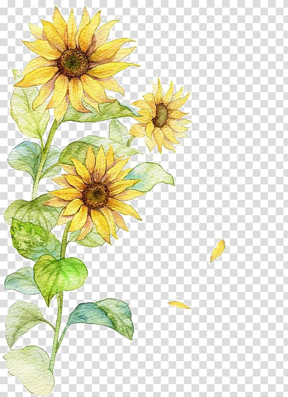 Common sunflower Poster, Watercolor Sunflower, yellow sunflowers painting transparent background PNG clipart