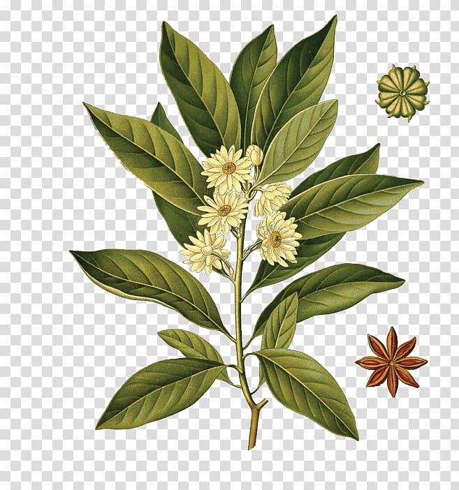 Sassolino Star anise Illicium anisatum Anice, plant transparent background PNG clipart