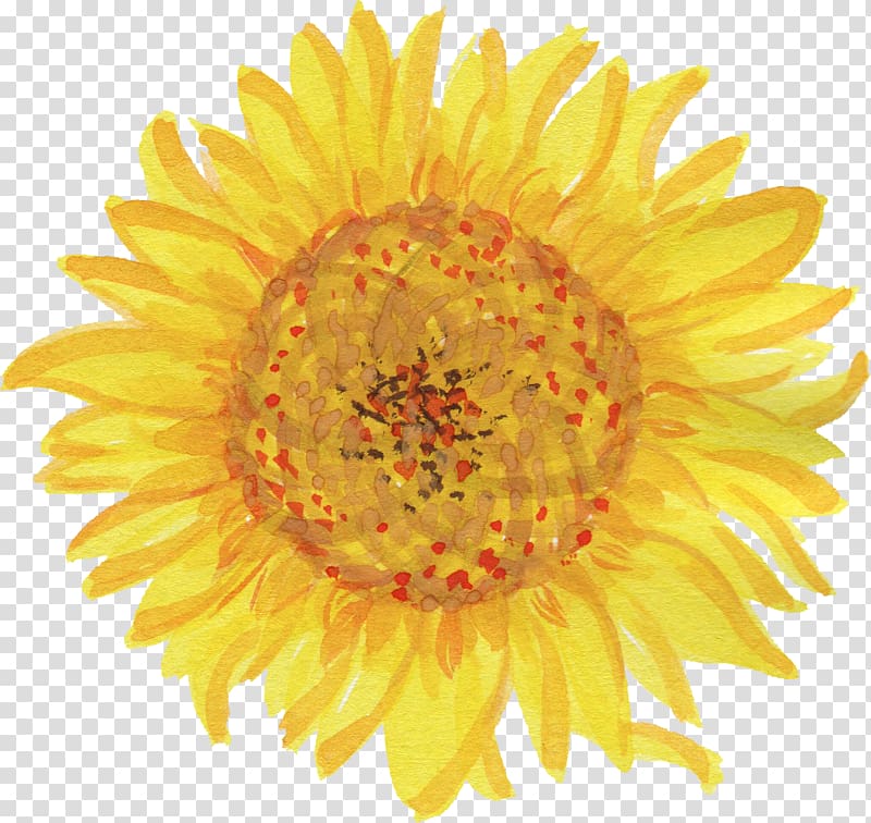 Common sunflower Drawing Logo, watercolor flower transparent background PNG clipart