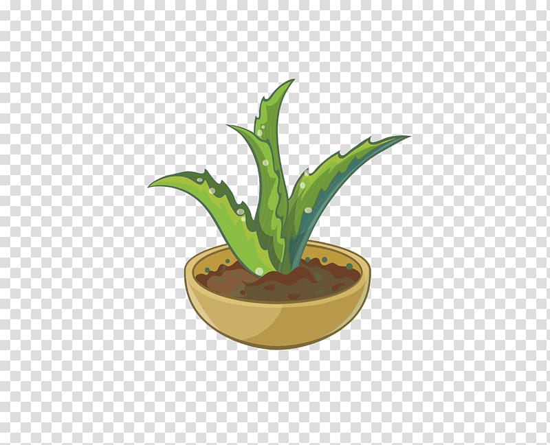 Aloe Cartoon, Aloe Potted transparent background PNG clipart