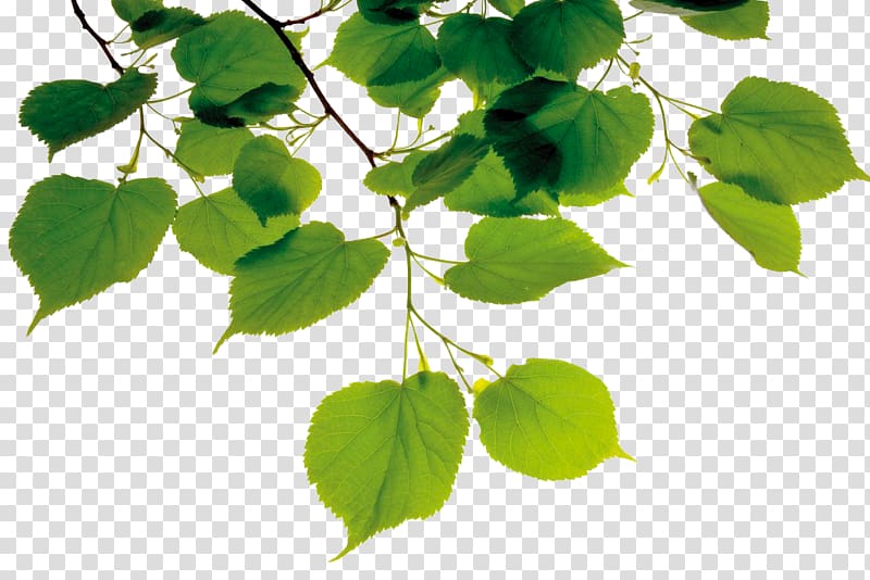 green leaves, American linden Leaf Branch, Bodhi leaves under the sun transparent background PNG clipart