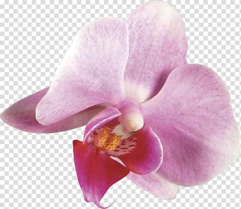 Moth orchids Cattleya orchids Dendrobium Plant, blush floral transparent background PNG clipart