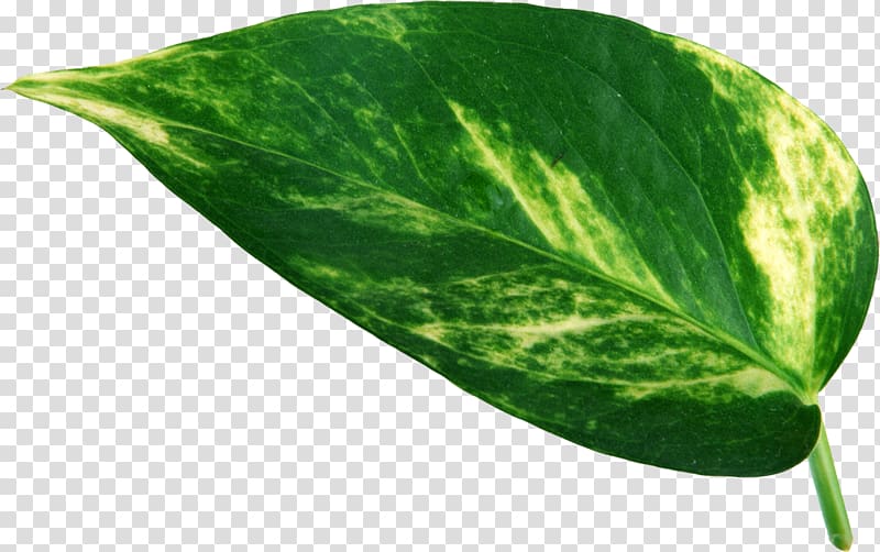 Leaf Swiss cheese plant Plant Leaves Stoma, Leaf transparent background PNG clipart