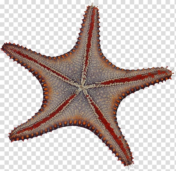 Starfish Echinoderm Microscope Mexico Drawing, starfish transparent background PNG clipart
