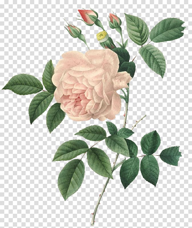 Pierre-Joseph Redouté (1759-1840) Choix des plus belles fleurs Rose Painting, others transparent background PNG clipart