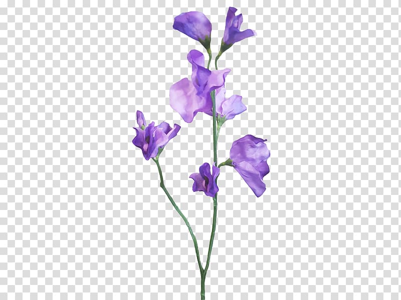 Sweet pea Cut flowers Plant stem, Sweet Peas transparent background PNG clipart