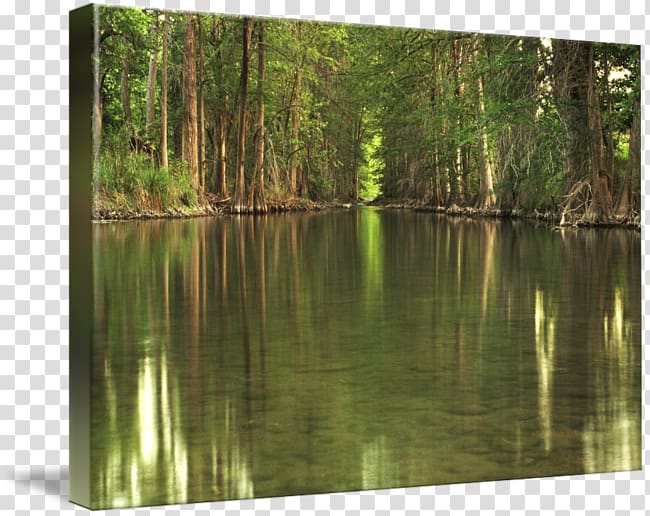Biome Pond Swamp Nature reserve Vegetation, water reflection transparent background PNG clipart