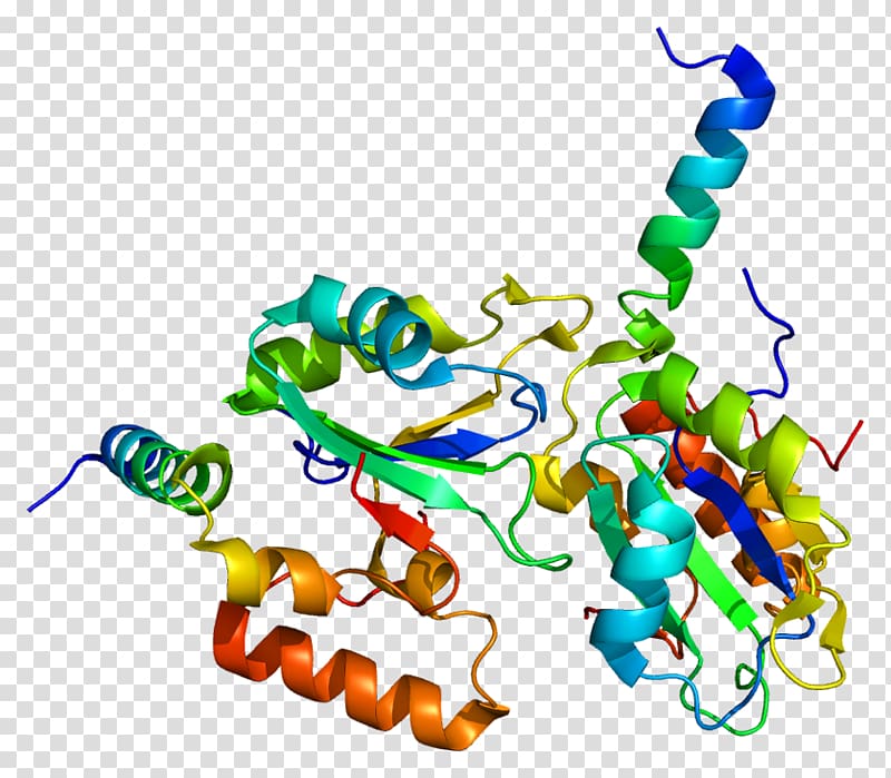 RNA splicing Gene SF3B1 Protein Spliceosome, others transparent background PNG clipart