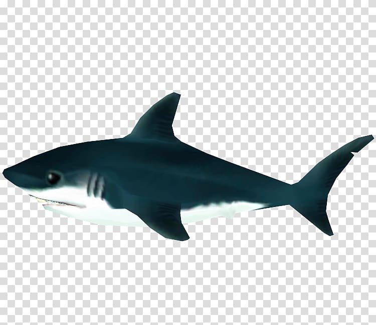 Tiger shark Great white shark Squaliform sharks Lamniformes Requiem sharks, tiger transparent background PNG clipart