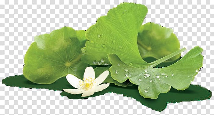 Ginkgo biloba Dietary supplement Lecithin Extract Spring greens, ginkgo-biloba transparent background PNG clipart