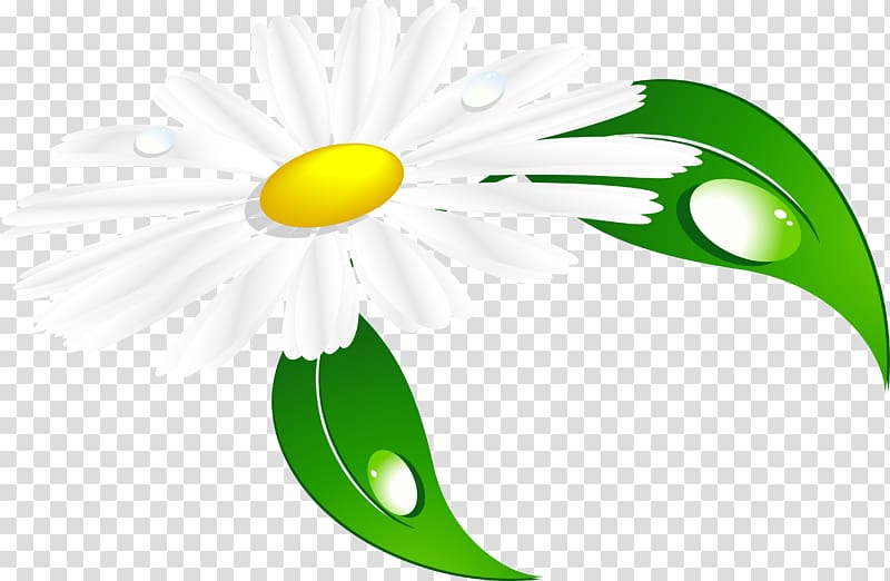 Chamomile 20.03.2017. , chamomile transparent background PNG clipart