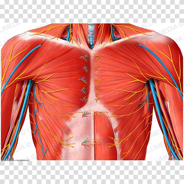 Shoulder Nerve Muscle Anatomy Blood vessel, superficial temporal nerve transparent background PNG clipart