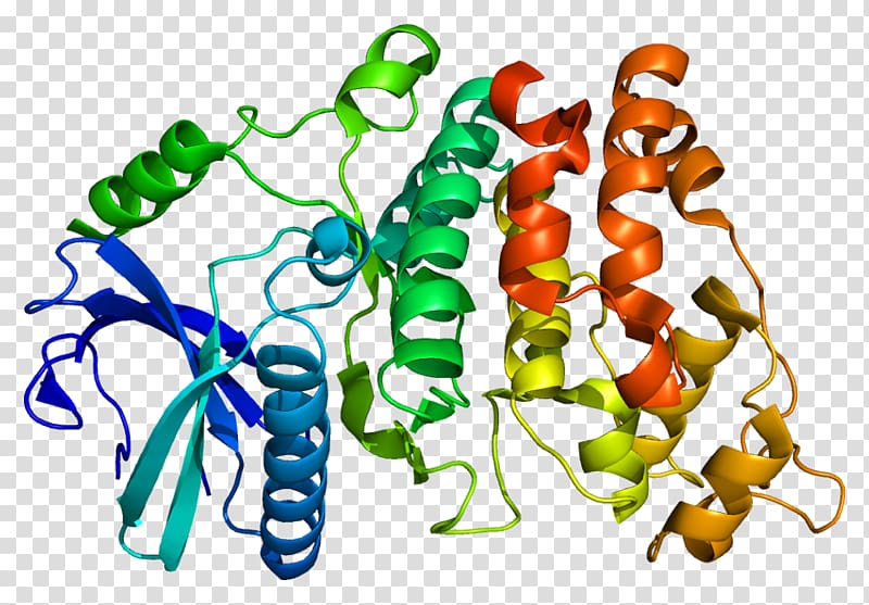 SRPK1 SR protein Protein Data Bank Serine/threonine-specific protein kinase, others transparent background PNG clipart