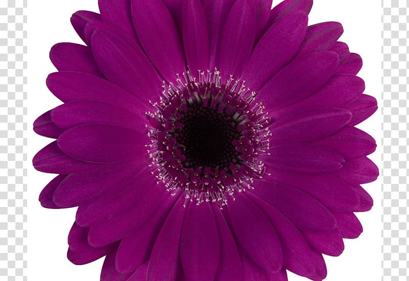Transvaal daisy Perri Farms Wholesale Aalsmeer Flower Auction, gerbera transparent background PNG clipart