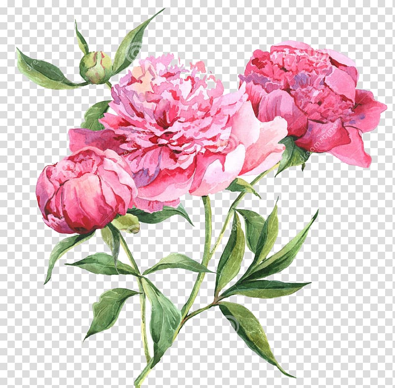 pink peony flowers in bloom art, Peony Watercolor painting Drawing, peony transparent background PNG clipart