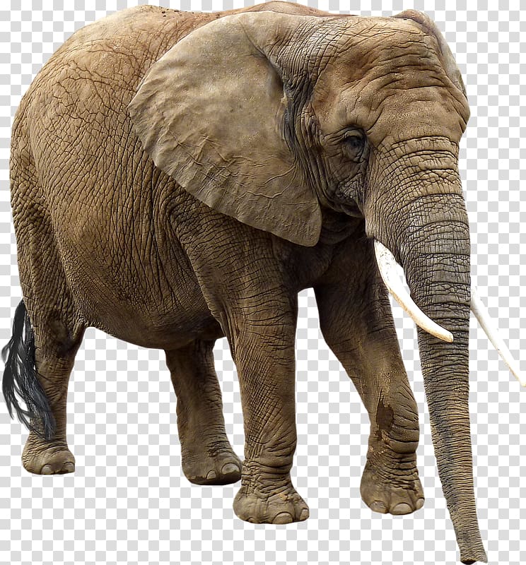 African elephant Elephantidae, elefante transparent background PNG clipart