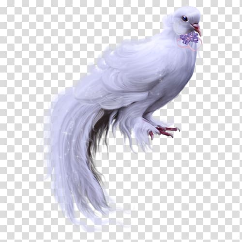 Columbidae Domestic pigeon Bird , Bird transparent background PNG clipart