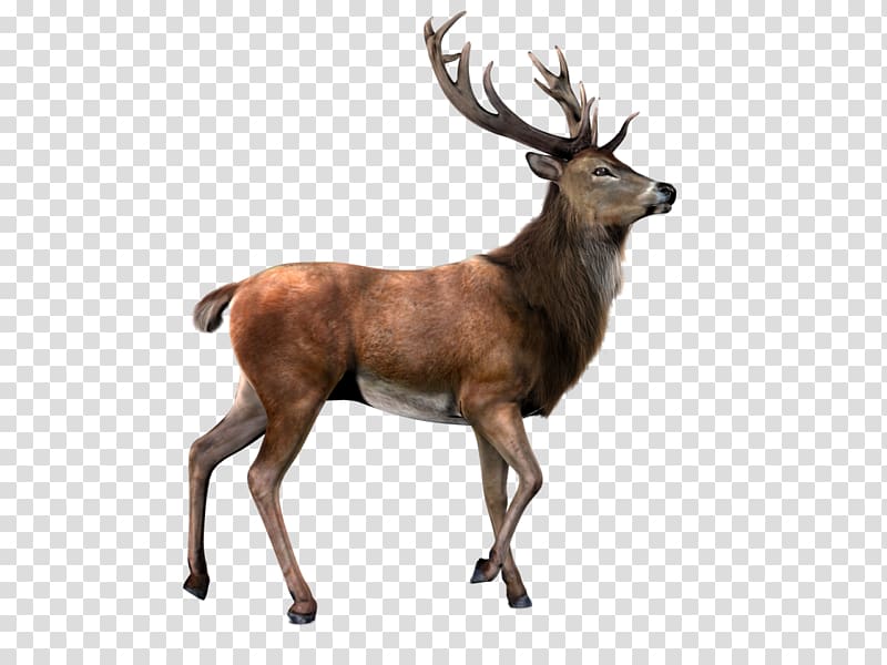 Moose Reindeer Capreolinae Roe deer, deer transparent background PNG clipart