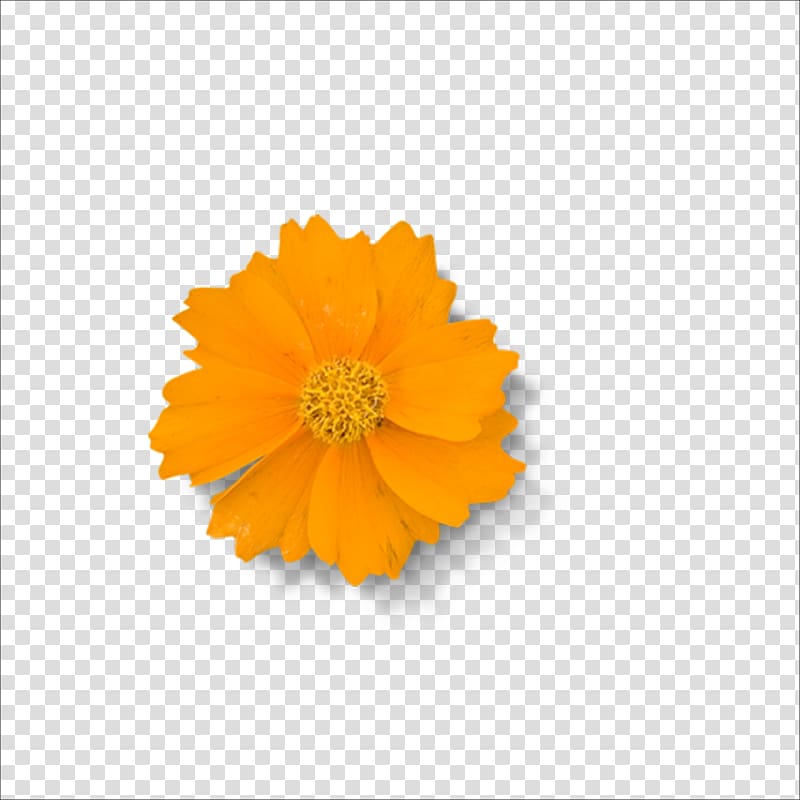 Yellow Chrysanthemum Flower, chrysanthemum transparent background PNG clipart