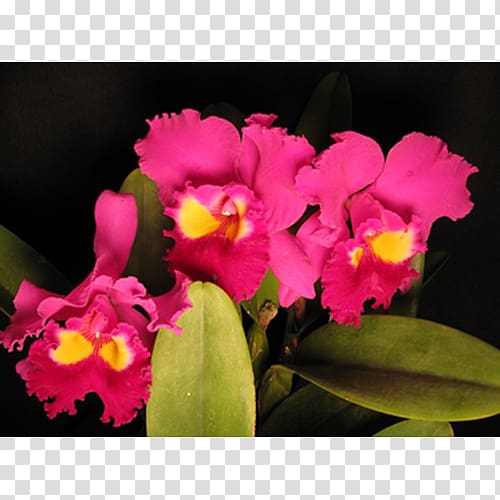 Christmas orchid Cattleya percivaliana Moth orchids Pink M, Orchid leaves transparent background PNG clipart