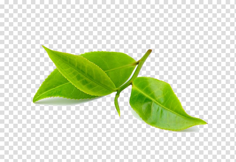 Aloe vera Coffee Green tea Bud, camphor transparent background PNG clipart