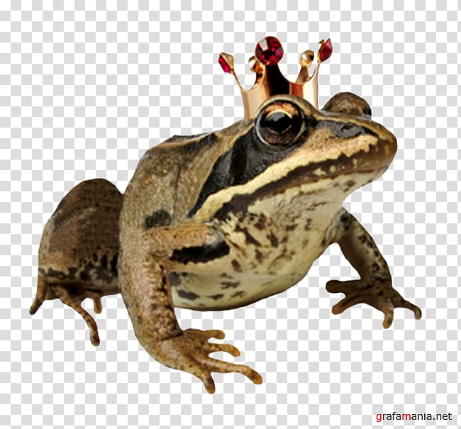 Nu begrijp ik je: over verborgen vewachtingen en verlangens tussen mannen en vrouwen Getty , Marbled Reed Frog transparent background PNG clipart