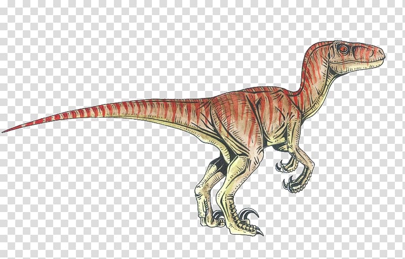 Velociraptor Deinonychus Tyrannosaurus Achillobator Dinosaur, dinosaur transparent background PNG clipart