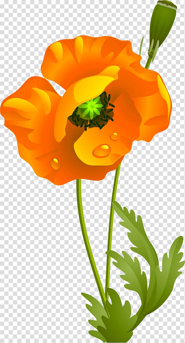 California poppy Cut flowers Wildflower , poppies transparent background PNG clipart