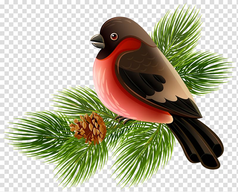 red and black bird perch on tree , Bird , Bird and Pine Branch transparent background PNG clipart