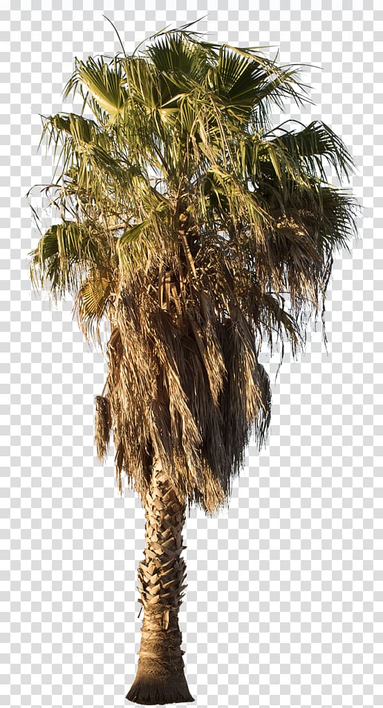 Asian palmyra palm Mexican fan palm Arecaceae Babassu Tree, tree transparent background PNG clipart