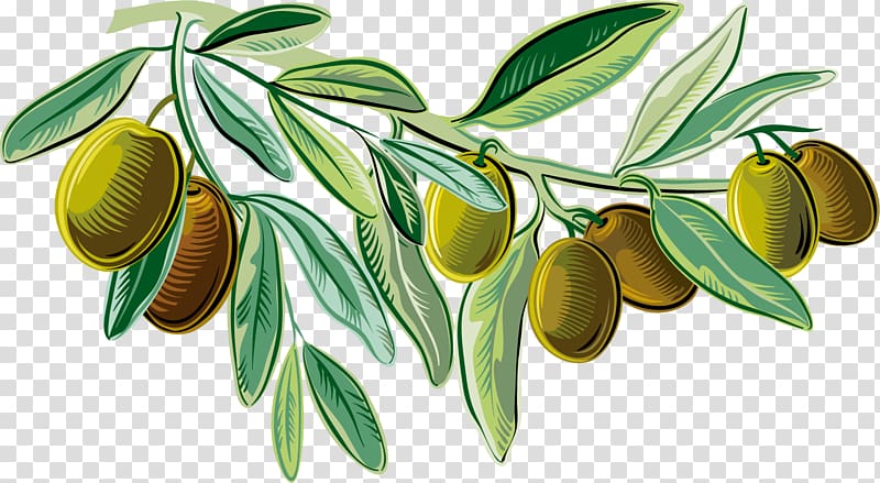 brown fruits with leafs illustration, Mediterranean cuisine Italian cuisine Olive oil Illustration, Green Delicious Olives transparent background PNG clipart
