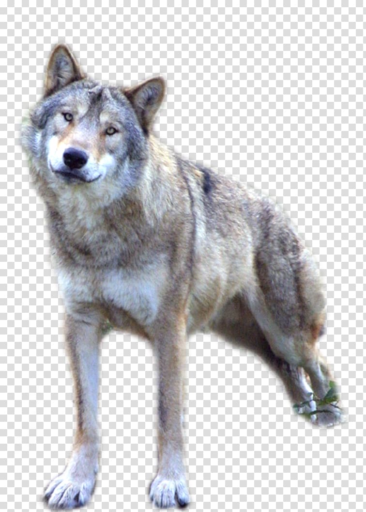 Dog , Wolf transparent background PNG clipart