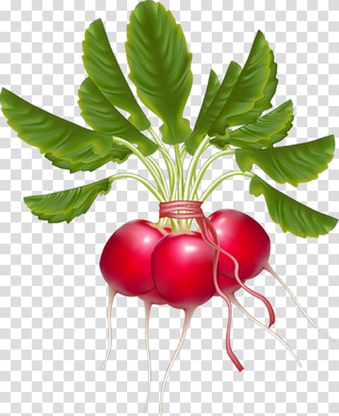 Daikon Vegetable Turnip , vegetable transparent background PNG clipart