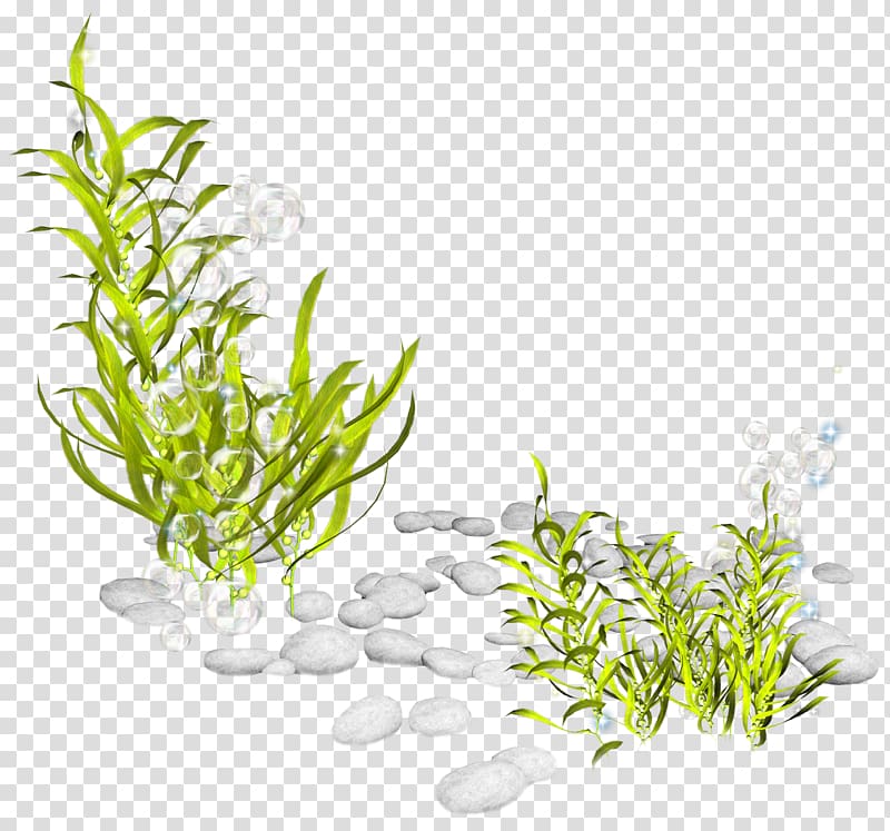 Seaweed Plant Seabed , creatures transparent background PNG clipart
