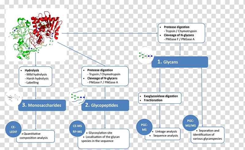 Glycan Glycoprotein Glycosylation Mass spectrometry Monosaccharide, others transparent background PNG clipart