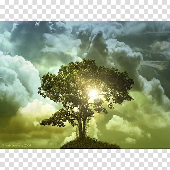 Desktop Tree of life High-definition television, tree transparent background PNG clipart