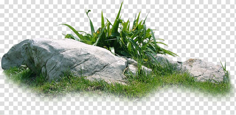 green bush graphics art, Landscape, Rock grass material transparent background PNG clipart