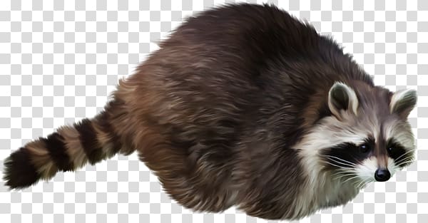Raccoon transparent background PNG clipart