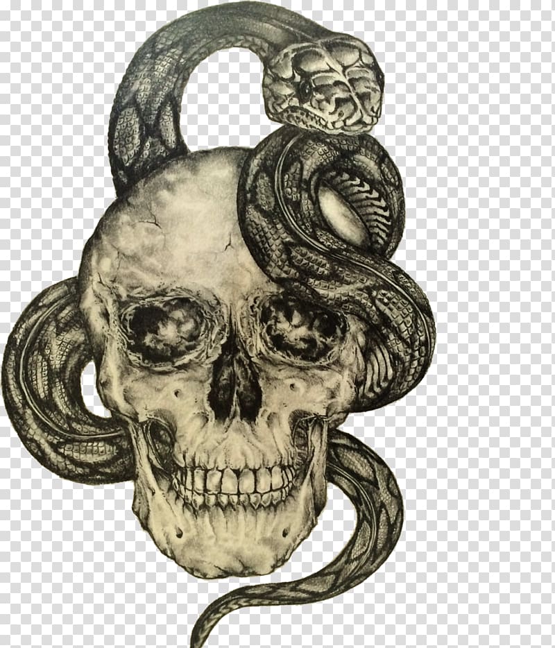 Human skull symbolism Drawing Skull art, snake transparent background PNG clipart