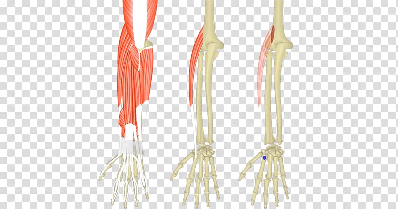 Extensor carpi radialis longus muscle Extensor digitorum muscle Extensor carpi ulnaris muscle Extensor carpi radialis brevis muscle, others transparent background PNG clipart