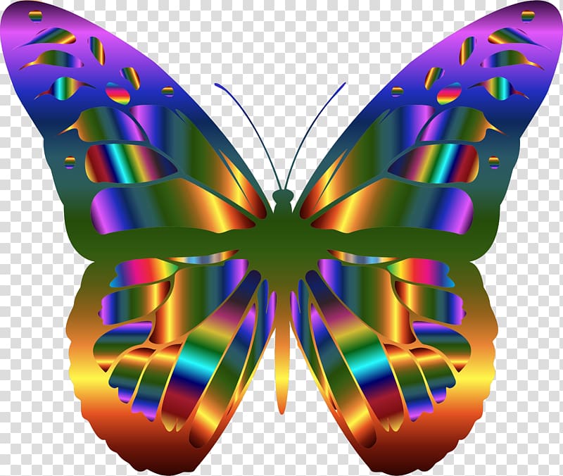Monarch butterfly , buterfly transparent background PNG clipart