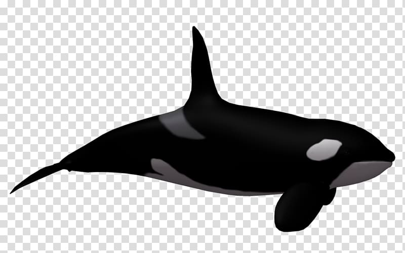 Toothed whale Killer whale , Cartoon Humpback Whale transparent background PNG clipart