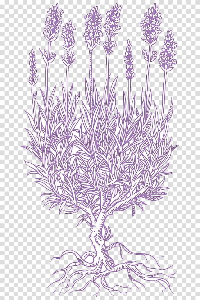 Lavender Petal Drawing, Lavender Line Drawing transparent background PNG clipart