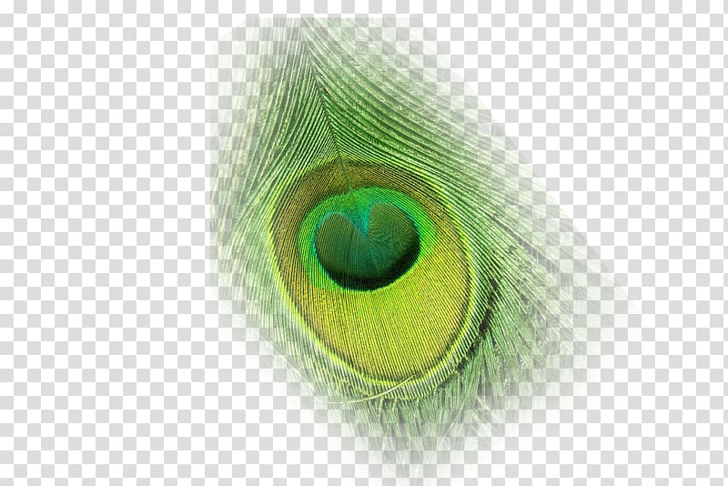 Eyebrow Eyelash Iris Organ, peacock transparent background PNG clipart