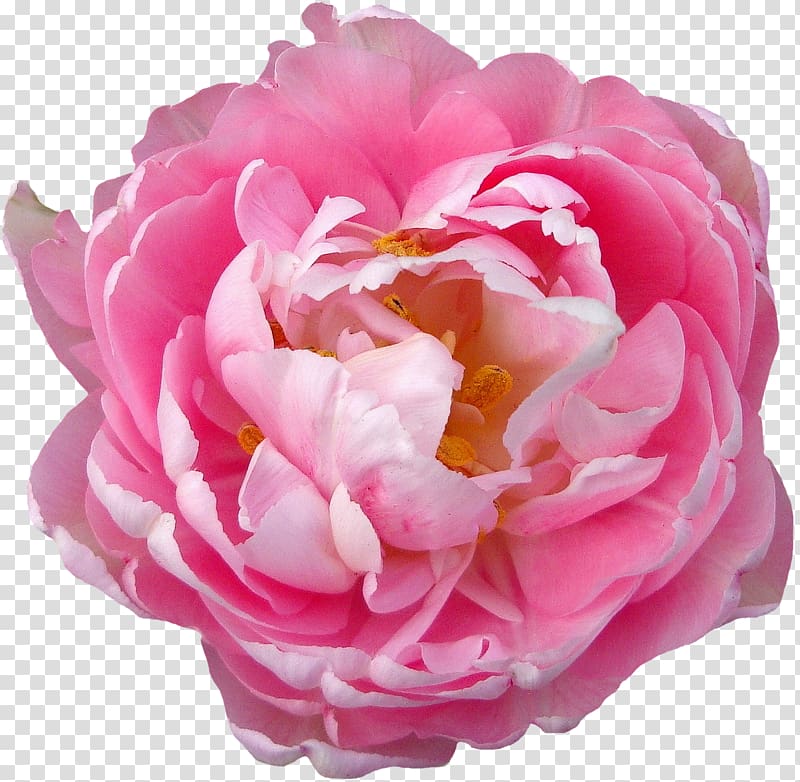 Rose Flower Blossom Pink, peony transparent background PNG clipart