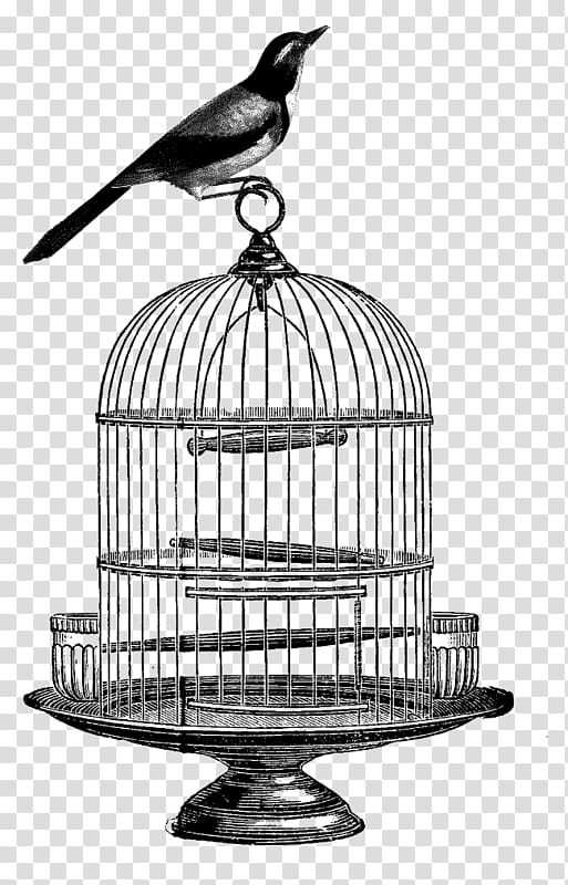 Birdcage , Bird transparent background PNG clipart